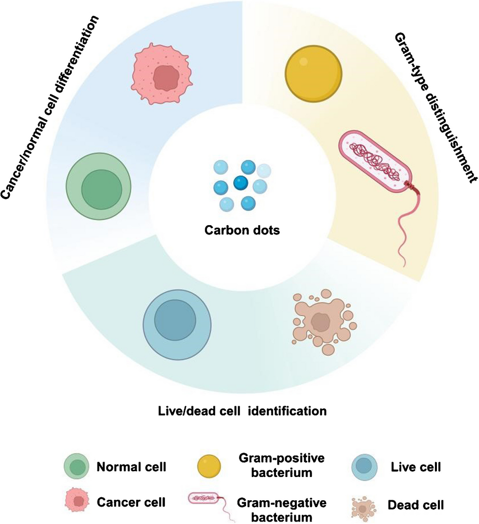 Fluorescent carbon dots for discriminating cell types: a review