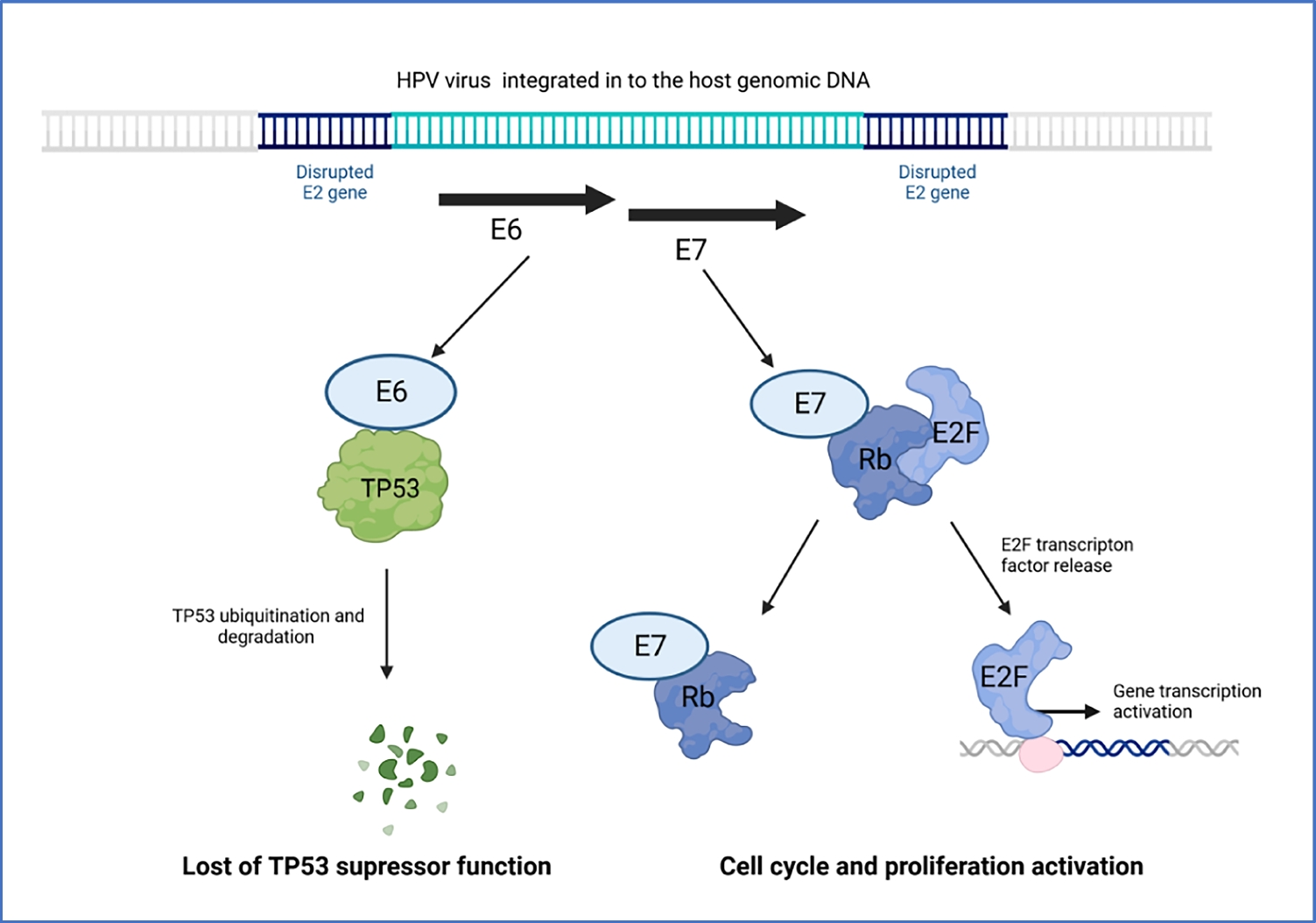 HPV-driven oncogenesis—much more than the E6 and E7 oncoproteins