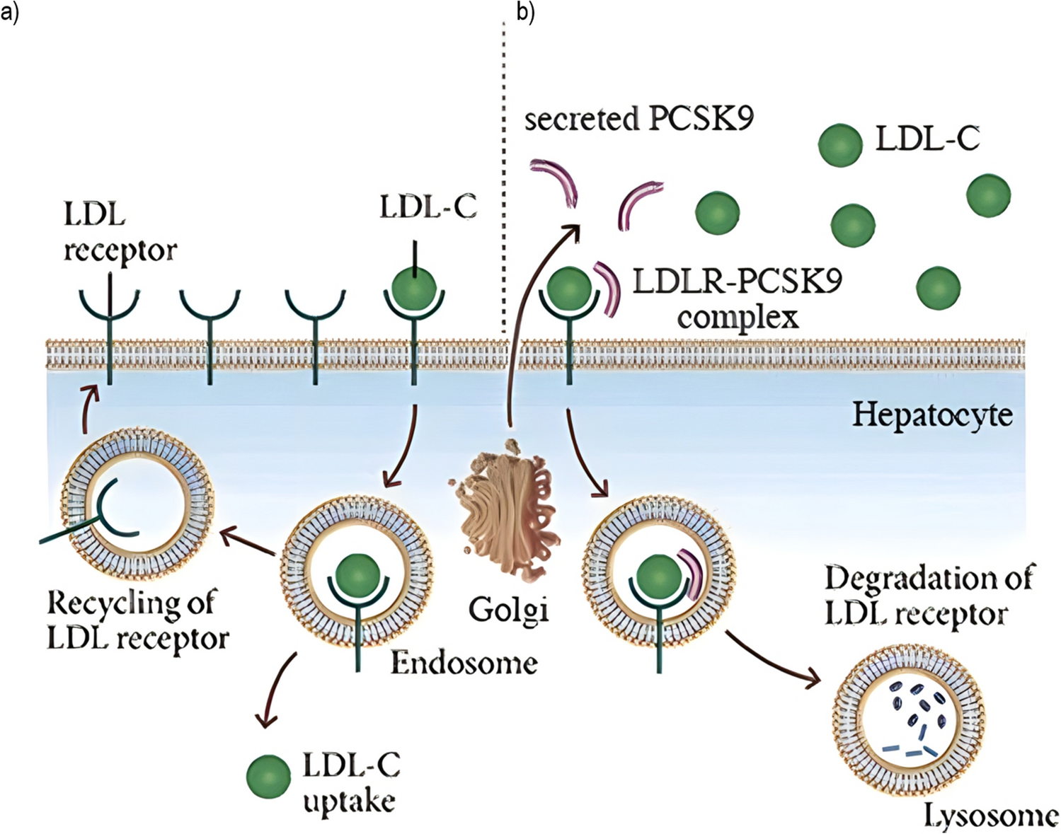 PCSK9 and Lipid Metabolism: Genetic Variants, Current Therapies, and Cardiovascular Outcomes