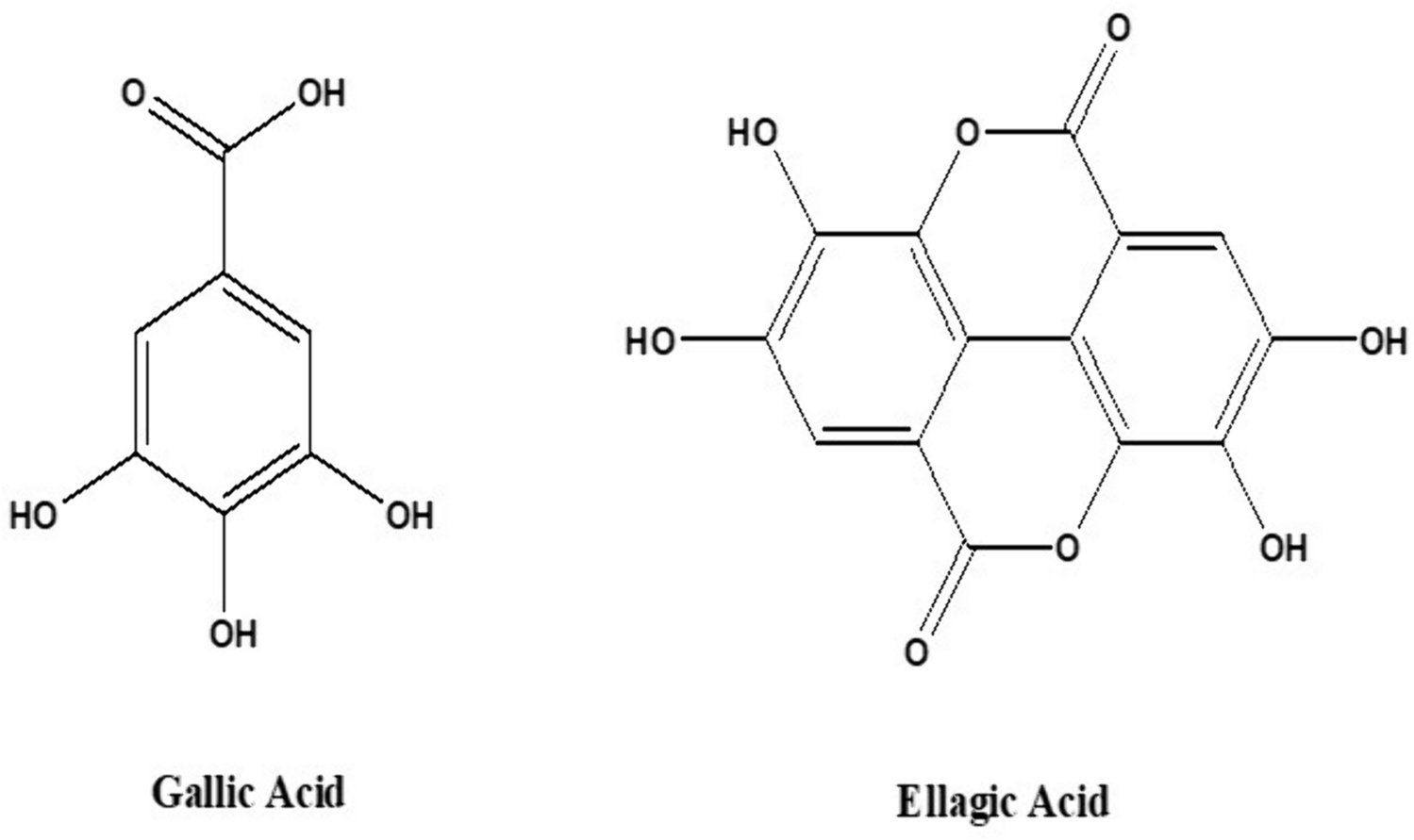 Ellagic Acid Displays a Protective Effect on Red Blood Cell Membrane During Aging in Humans