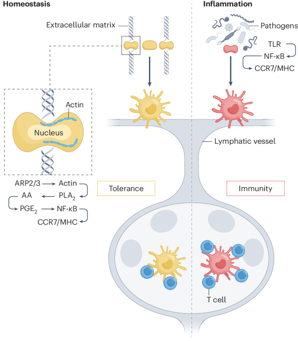 Nuclear squeezing wakes up dendritic cells