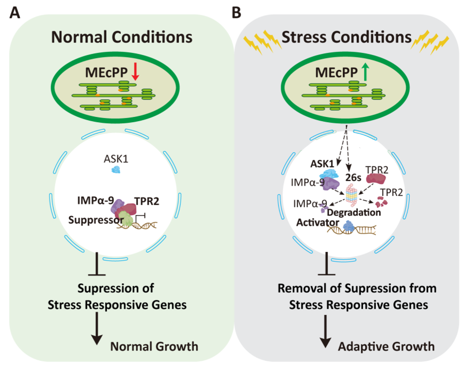 Reviving resilience: MEcPP-mediated ASK1-IMPα-9-TRP2 stress-responsive module