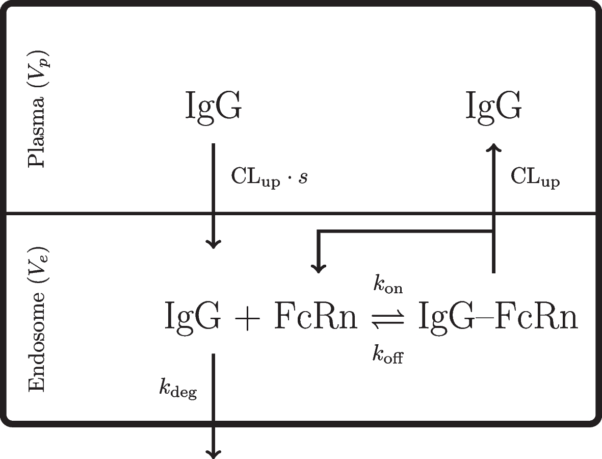 An asymptotic description of a basic FcRn-regulated clearance mechanism and its implications for PBPK modelling of large antibodies