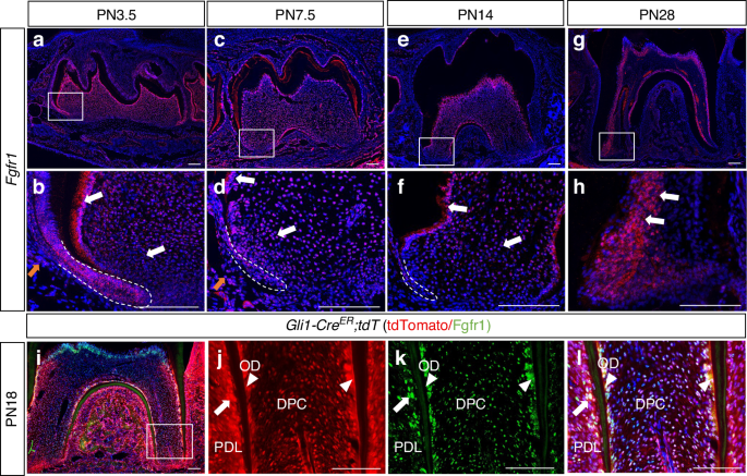 FGF signaling modulates mechanotransduction/WNT signaling in progenitors during tooth root development