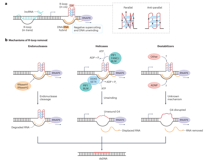 Intertwining roles of R-loops and G-quadruplexes in DNA repair, transcription and genome organization