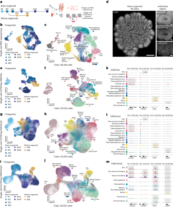 Single-cell epigenomic reconstruction of developmental trajectories from pluripotency in human neural organoid systems