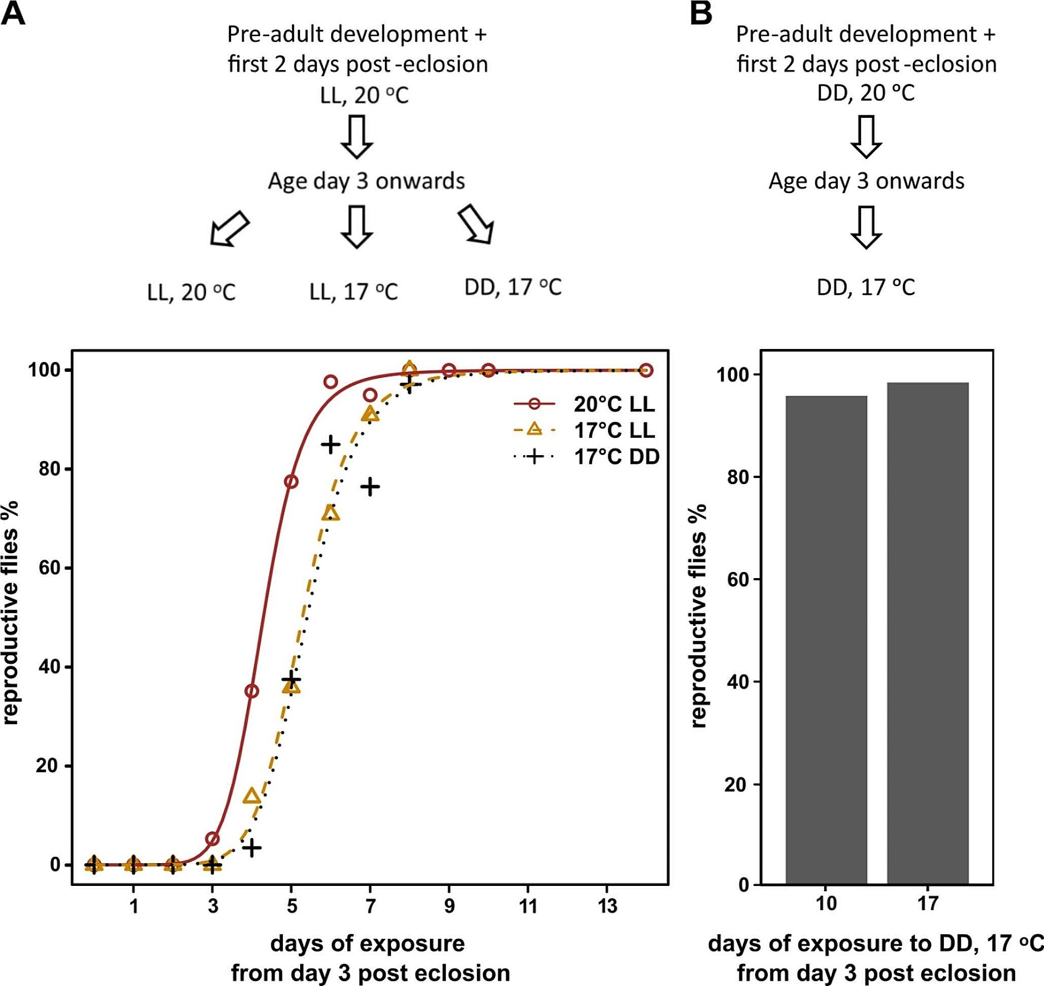 Characterization of pre-diapause phase in the northern Drosophila species D. ezoana