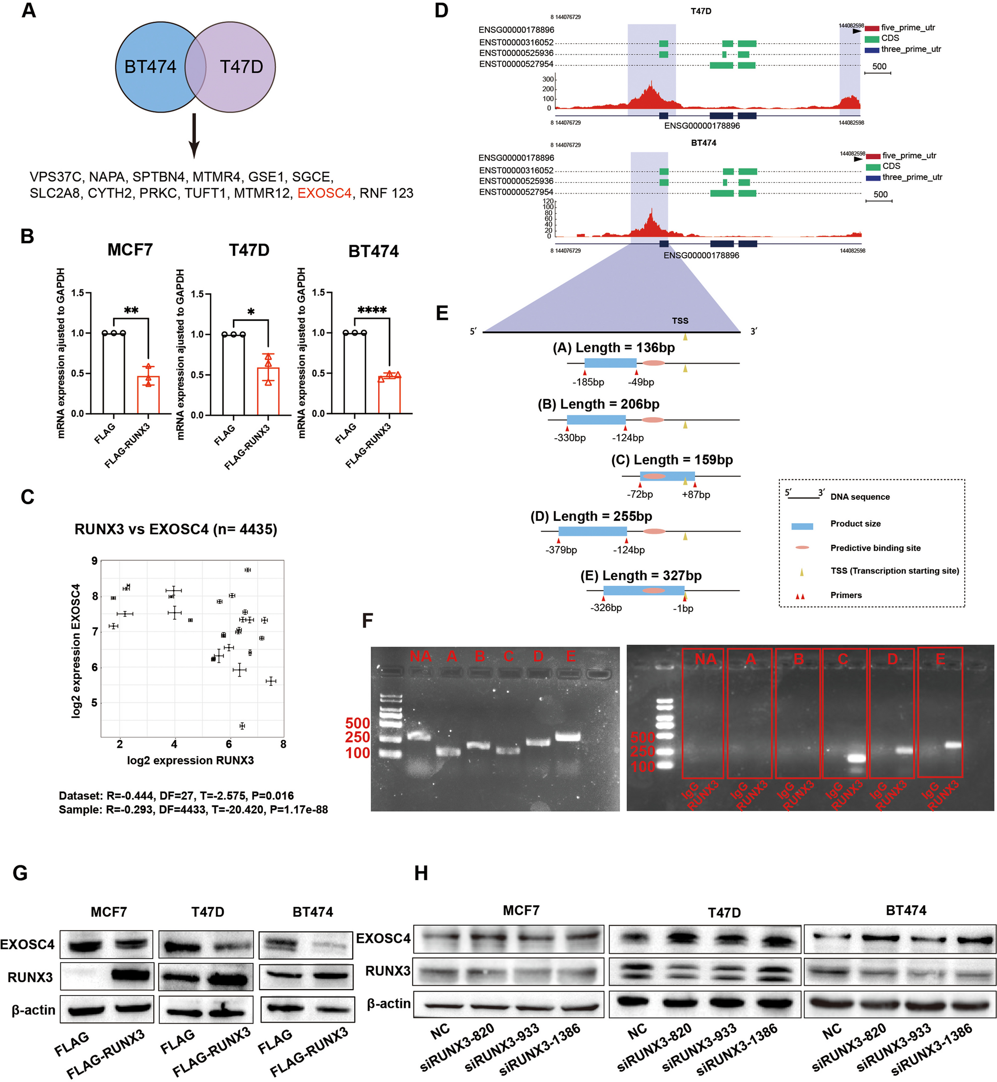 RUNX3 exerts tumor-suppressive role through inhibiting EXOSC4 expression