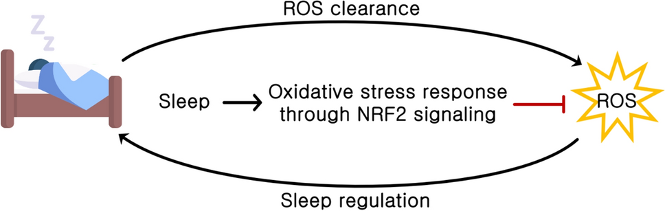 Sleep and Oxidative Stress: Current Perspectives on the Role of NRF2