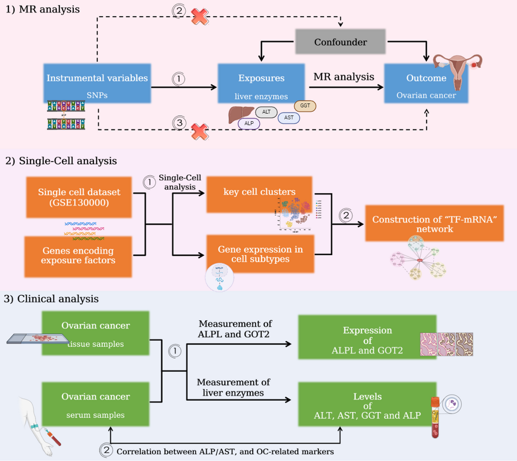 Elucidating the role of liver enzymes as markers and regulators in ovarian cancer: a synergistic approach using Mendelian randomization, single-cell analysis, and clinical evidence