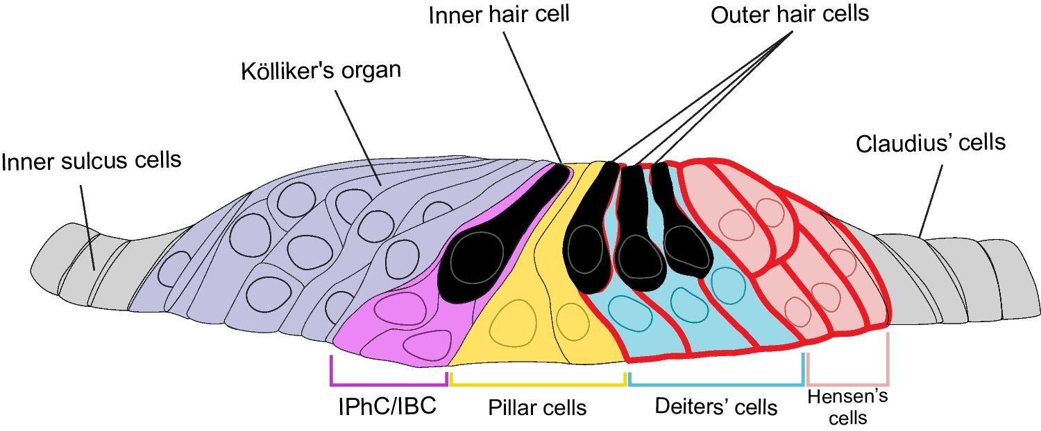 Transient Receptor Potential (TRP) Channels in Cochlear Function: Looking Beyond Mechanotransduction