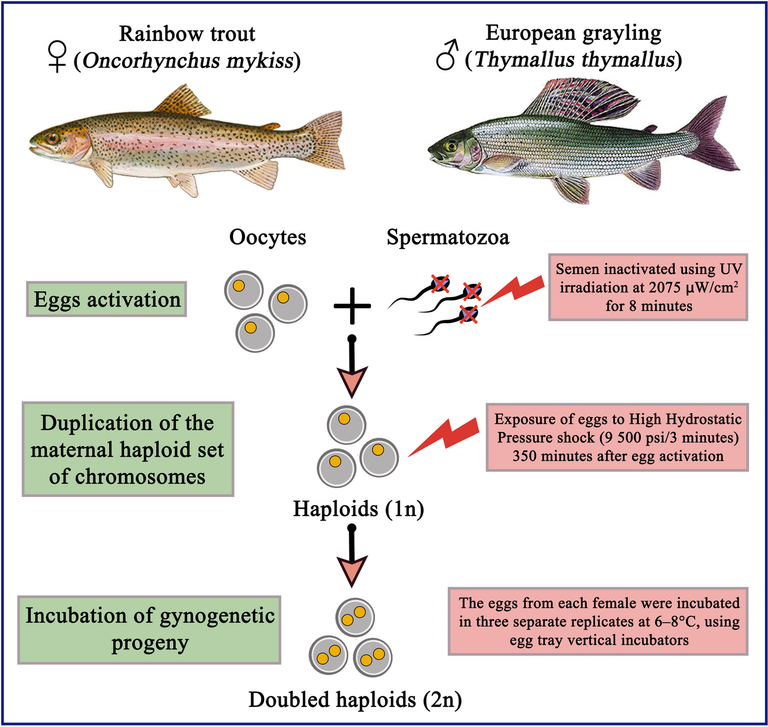 Transcript level of telomerase reverse-transcriptase (TERT) gene in the rainbow trout (Oncorhynchus mykiss) eggs with different developmental competence for gynogenesis