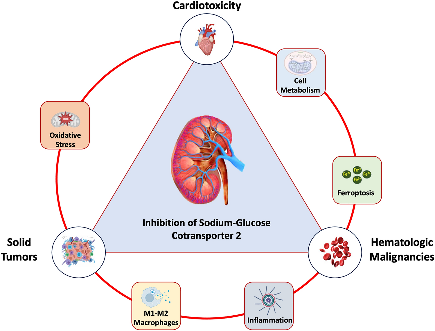 Sodium–glucose cotransporter 2 inhibitors and the cancer patient: from diabetes to cardioprotection and beyond