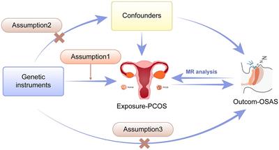 Association of obstructive sleep apnea syndrome with polycystic ovary syndrome through bidirectional Mendelian randomization