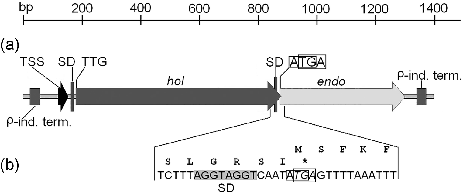 From DNA to lytic proteins: transcription and translation of the bacteriophage T5 holin/endolysin operon