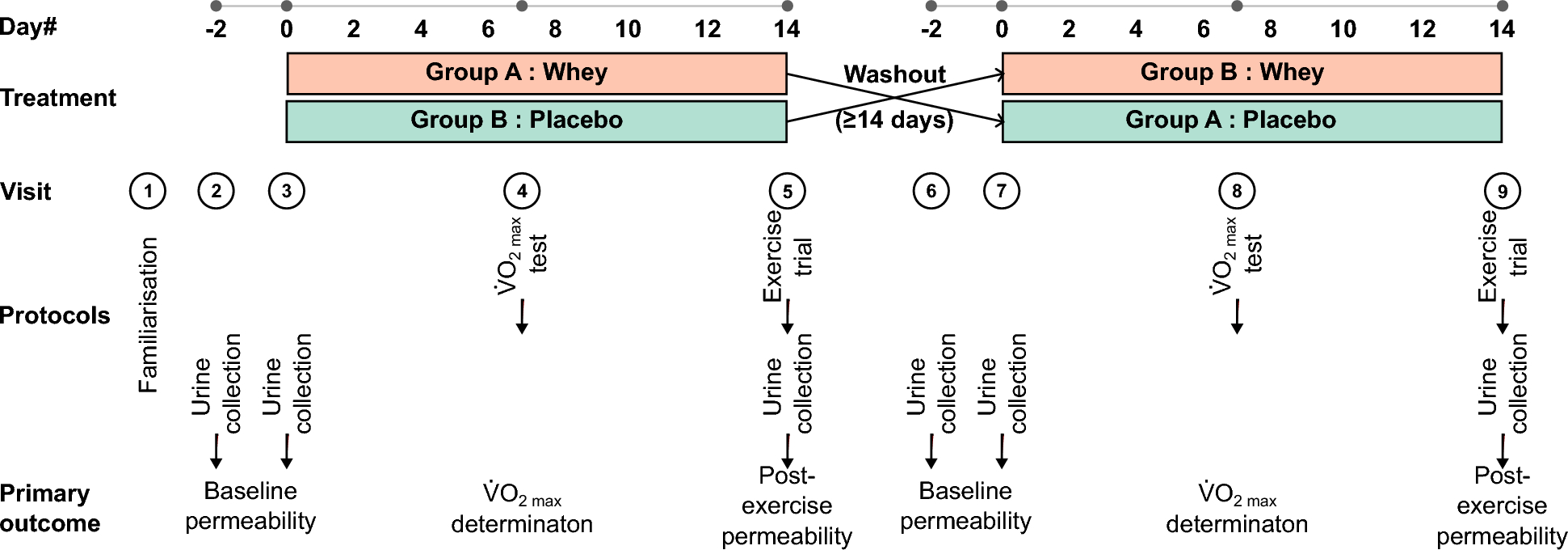 Effects of bovine whey protein on exercise-induced gut permeability in healthy adults: a randomised controlled trial