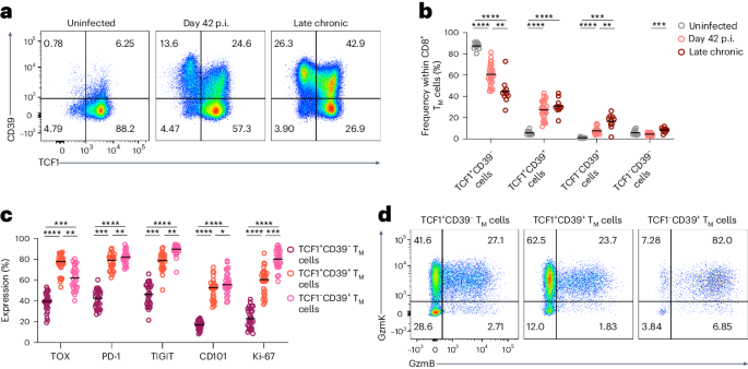 Lymphoid TCF1+CD39+CD8+ T cells maintain stem-like features and contribute to viral control