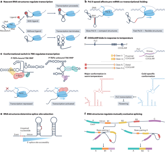 Identification of RNA structures and their roles in RNA functions