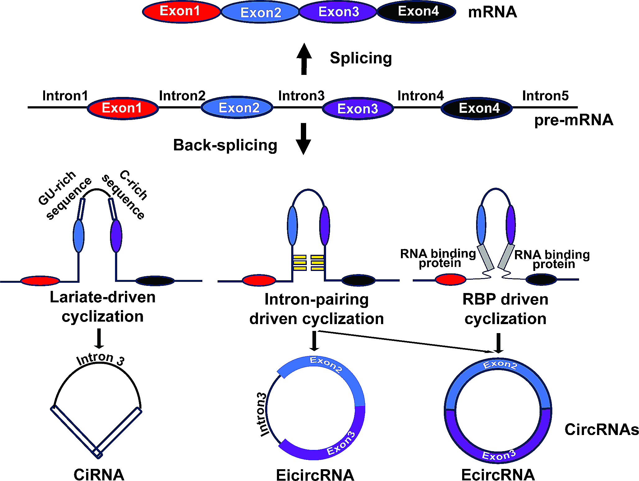 Engineering circular RNA for molecular and metabolic reprogramming