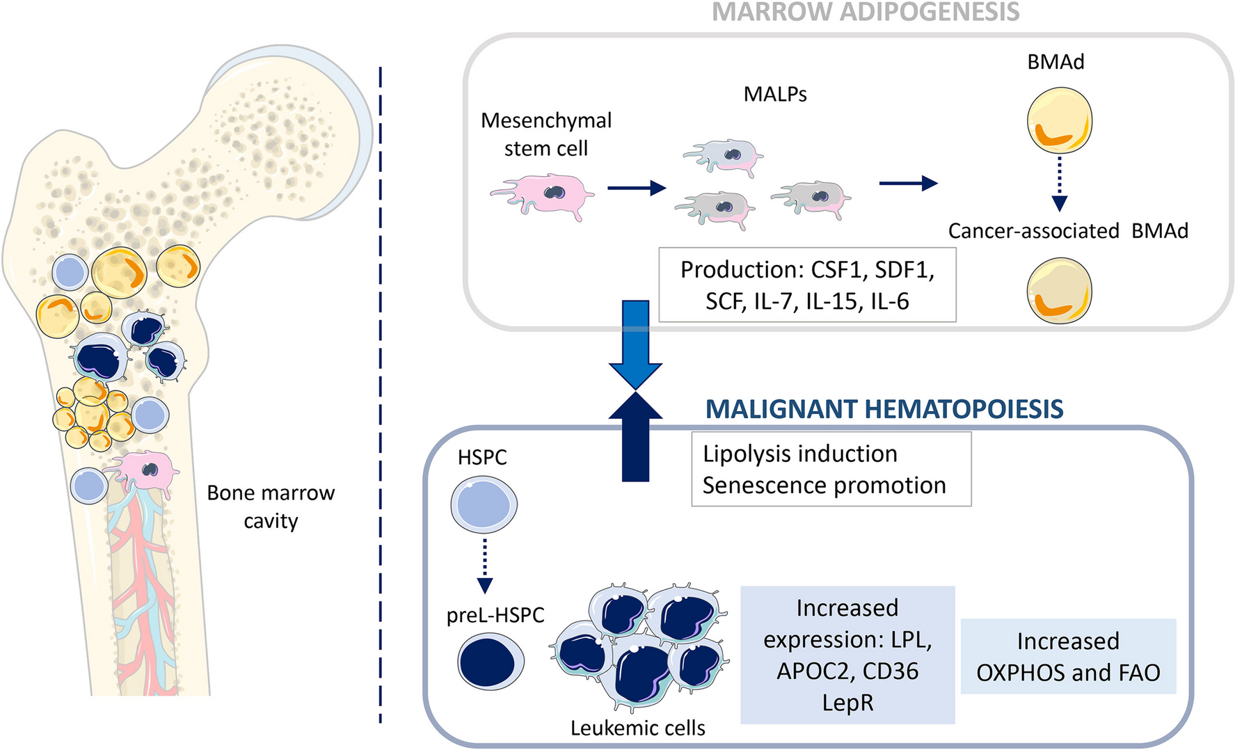 Molecular Deconvolution of Bone Marrow Adipose Tissue Interactions with Malignant Hematopoiesis: Potential for New Therapy Development