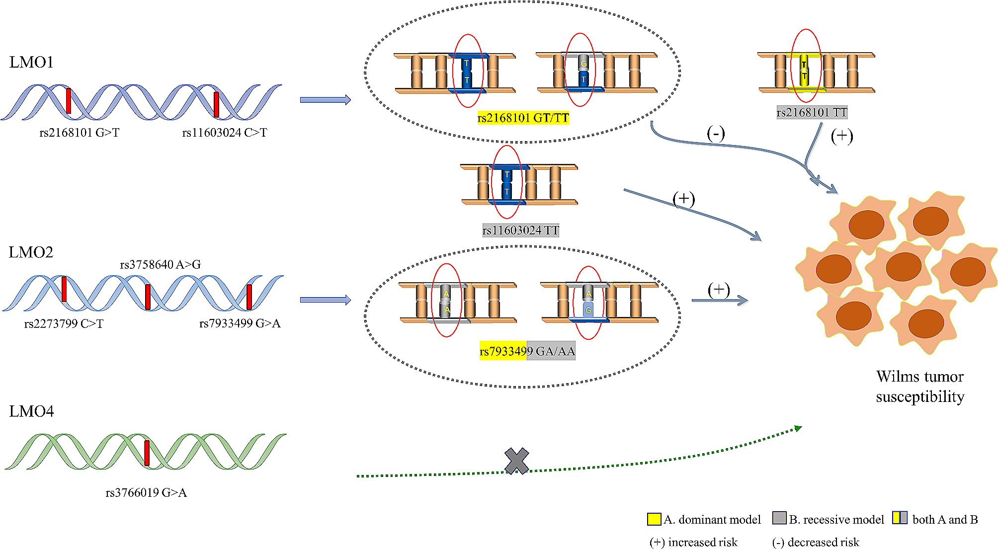 LMO family gene polymorphisms and Wilms tumor susceptibility in Chinese children: a five-center case-control study