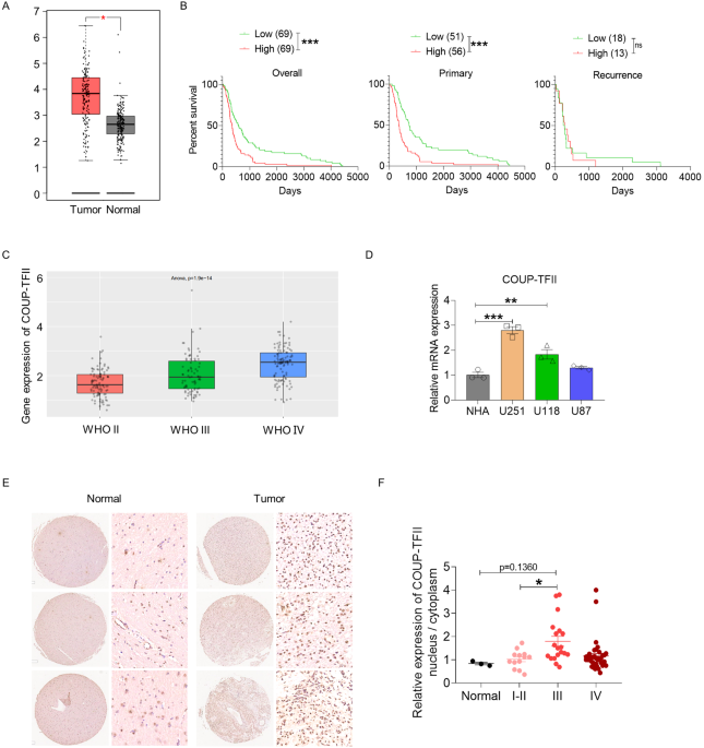 Anti-angiogenesis and anti-immunosuppression gene therapy through targeting COUP-TFII in an in situ glioblastoma mouse model
