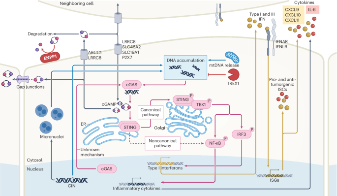 The balance of STING signaling orchestrates immunity in cancer