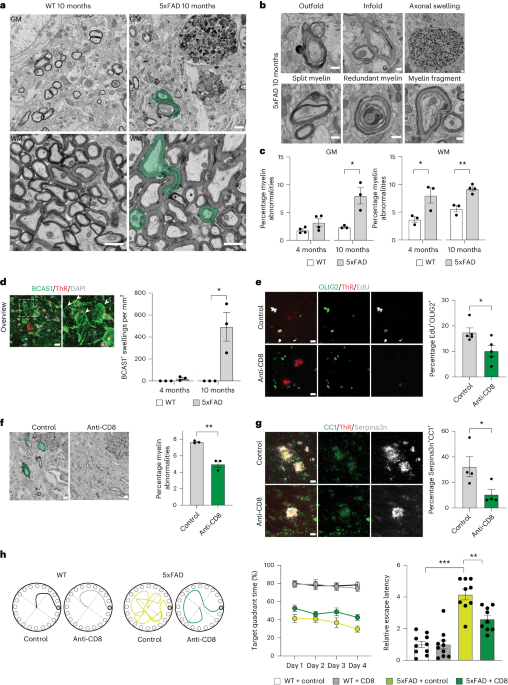 T cell-mediated microglial activation triggers myelin pathology in a mouse model of amyloidosis