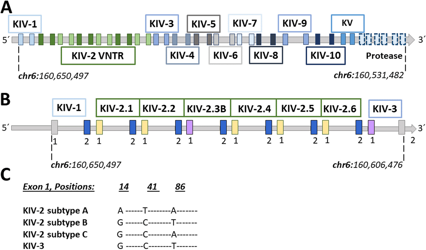 Resolving intra-repeat variation in medically relevant VNTRs from short-read sequencing data using the cardiovascular risk gene LPA as a model