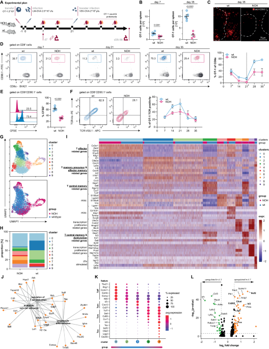 Tissue-resident memory T cells break tolerance to renal autoantigens and orchestrate immune-mediated nephritis