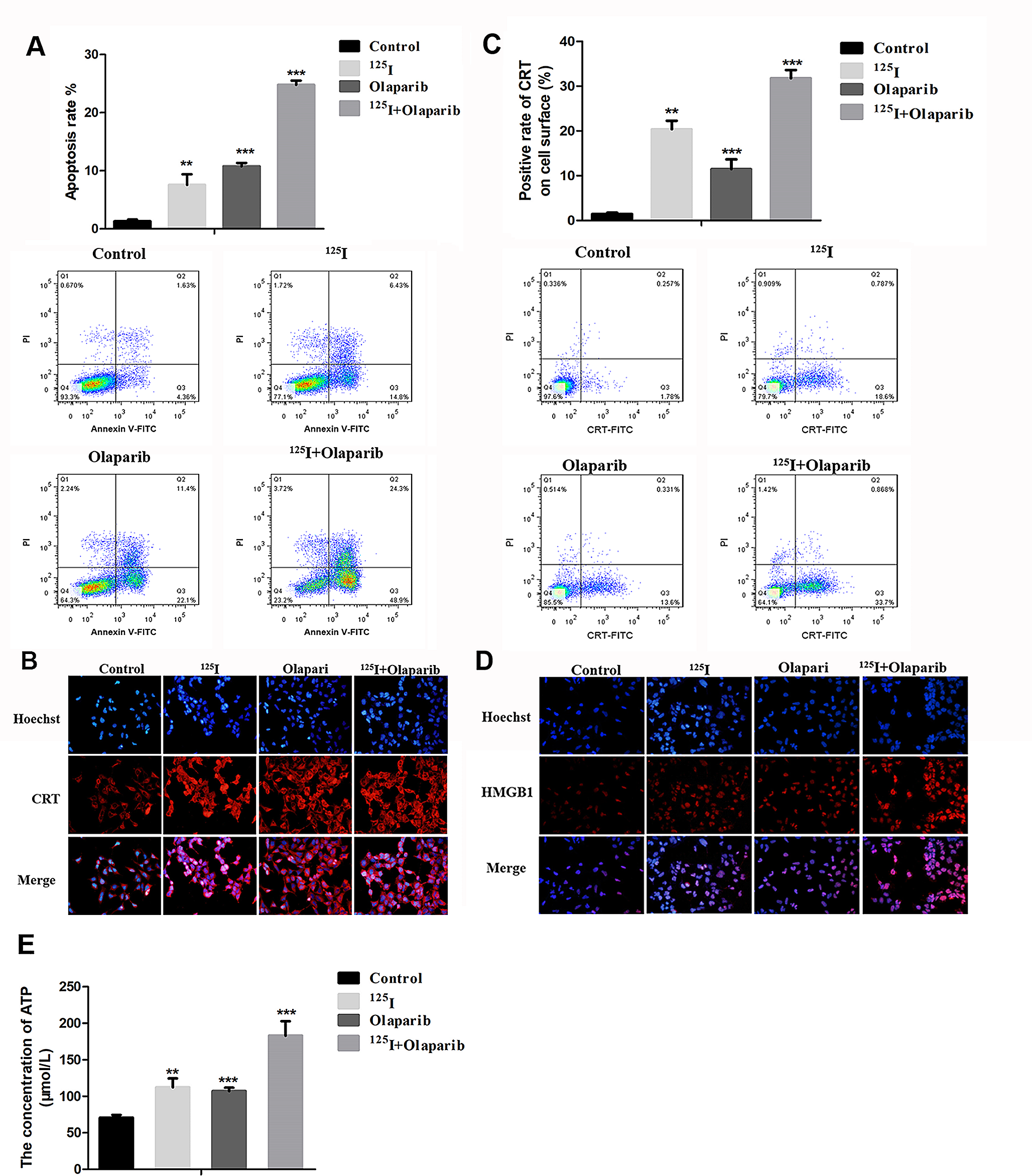 Auger emitter in combination with Olaparib suppresses tumor growth via promoting antitumor immune responses in pancreatic cancer