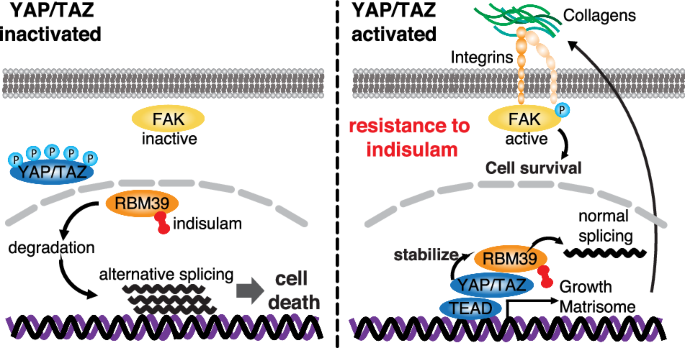 YAP/TAZ interacts with RBM39 to confer resistance against indisulam