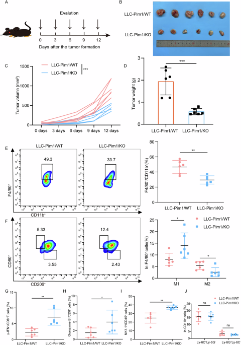 PIM1/NF-κB/CCL2 blockade enhances anti-PD-1 therapy response by modulating macrophage infiltration and polarization in tumor microenvironment of NSCLC