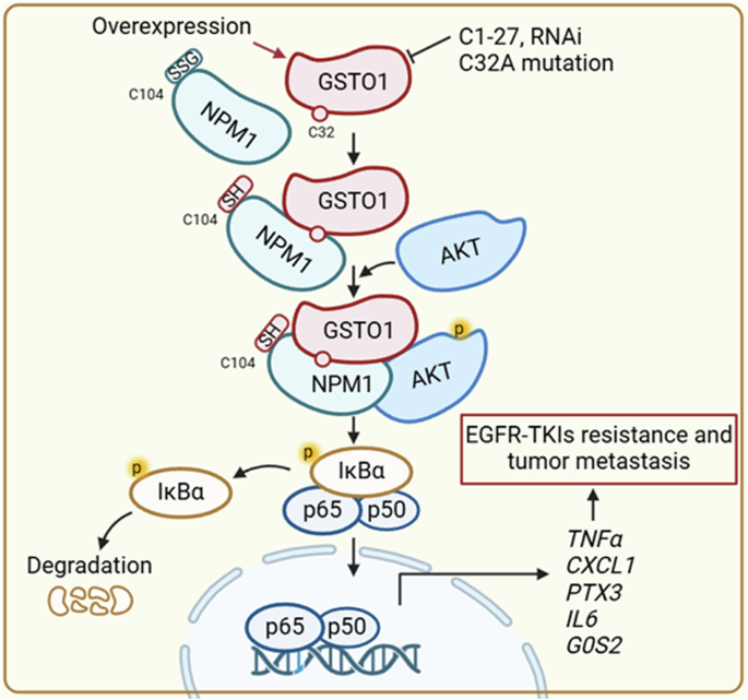 GSTO1 aggravates EGFR-TKIs resistance and tumor metastasis via deglutathionylation of NPM1 in lung adenocarcinoma