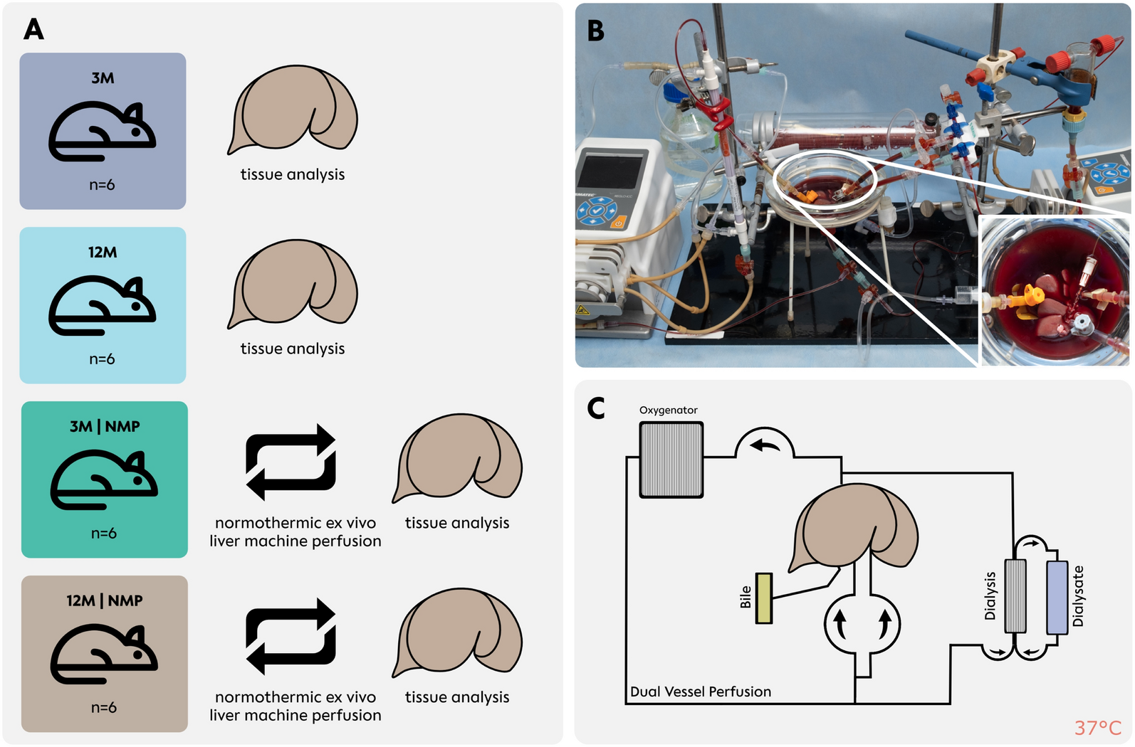 Distinctive protein expression in elderly livers in a Sprague–Dawley rat model of normothermic ex vivo liver machine perfusion