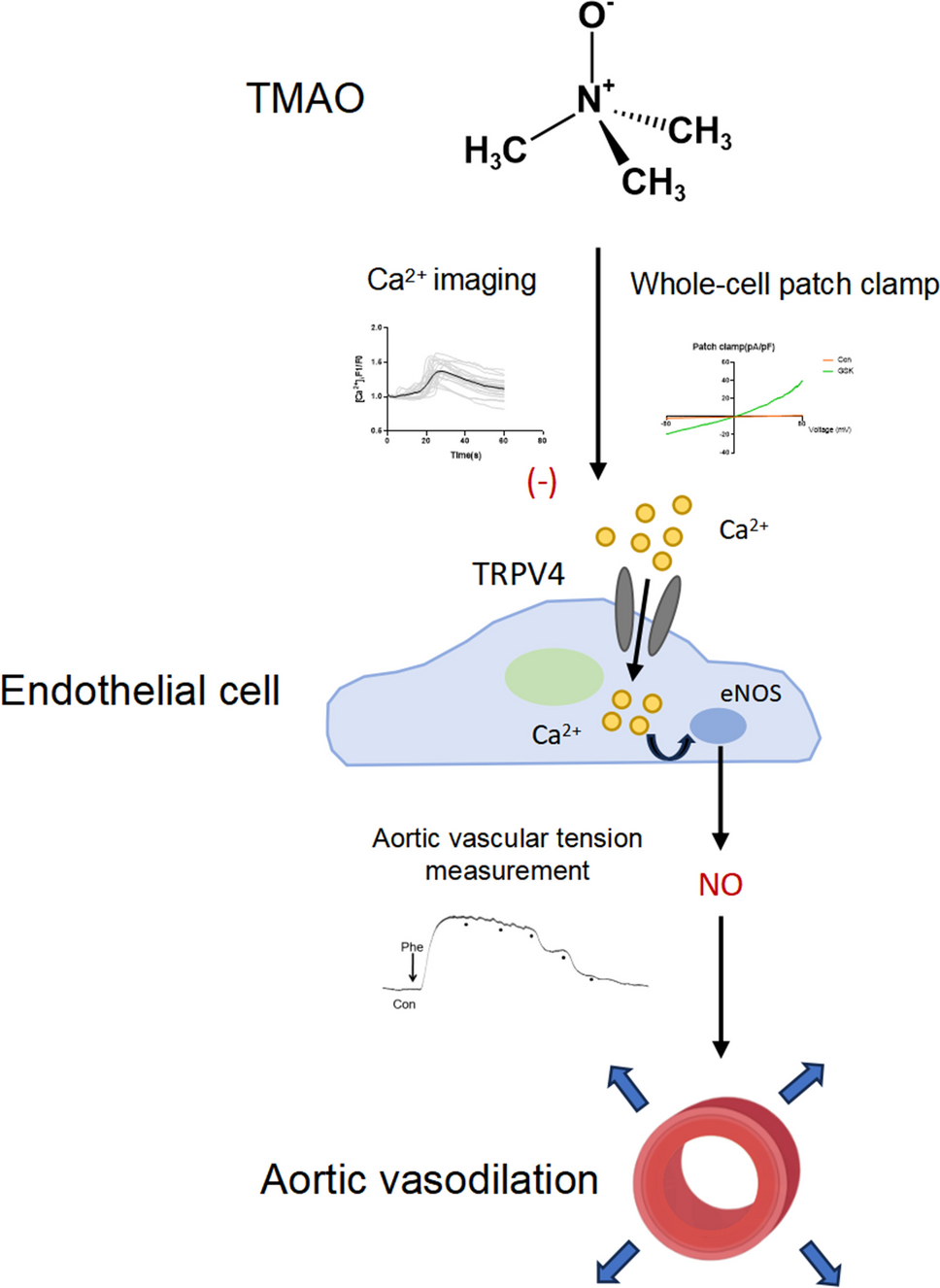 TMAO Impairs Mouse Aortic Vasodilation by Inhibiting TRPV4 Channels in Endothelial Cells