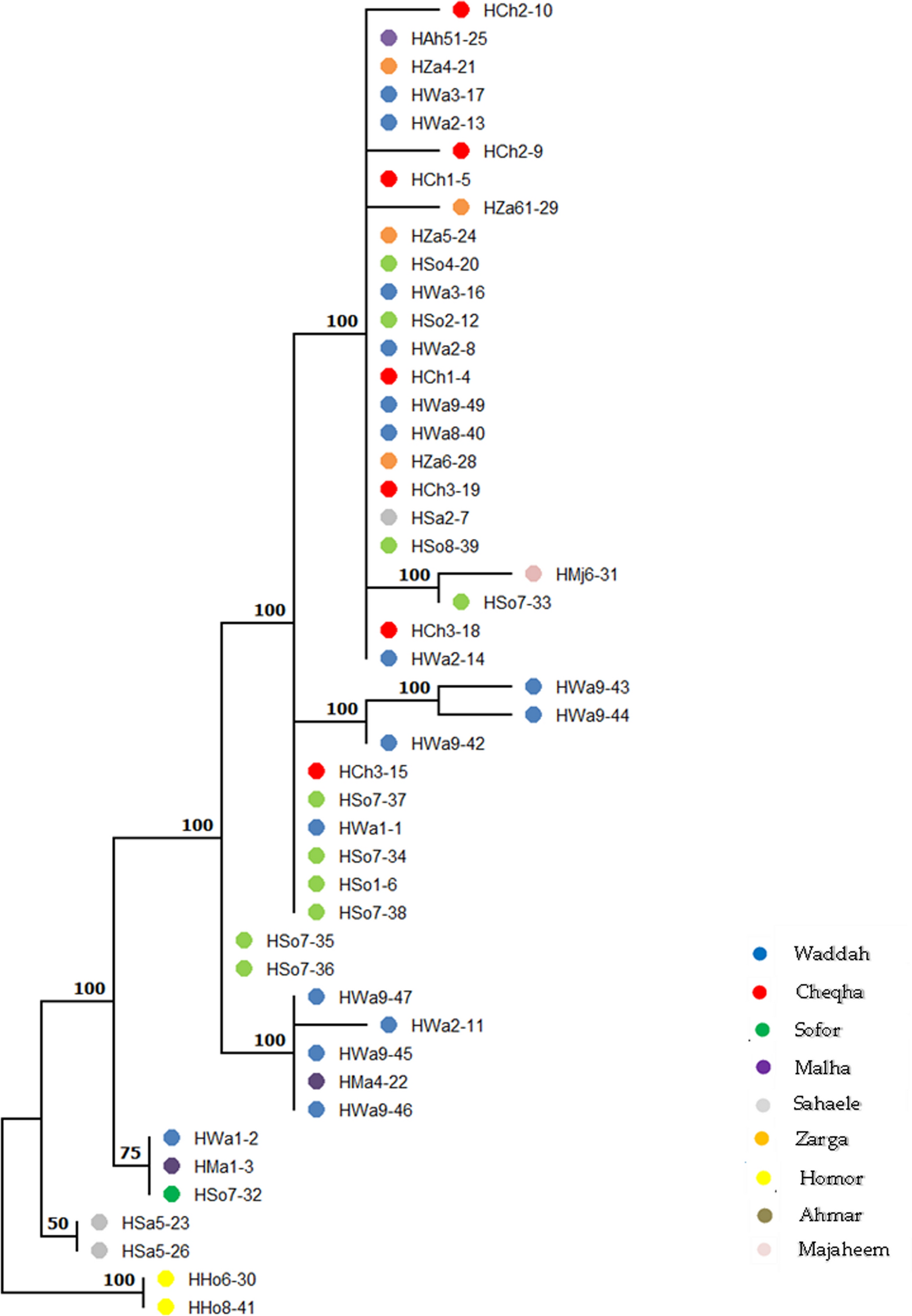 A global evaluation of mitochondrial DNA diversity and distribution of dromedary, Camelus dromedarius from north-central Saudi Arabia