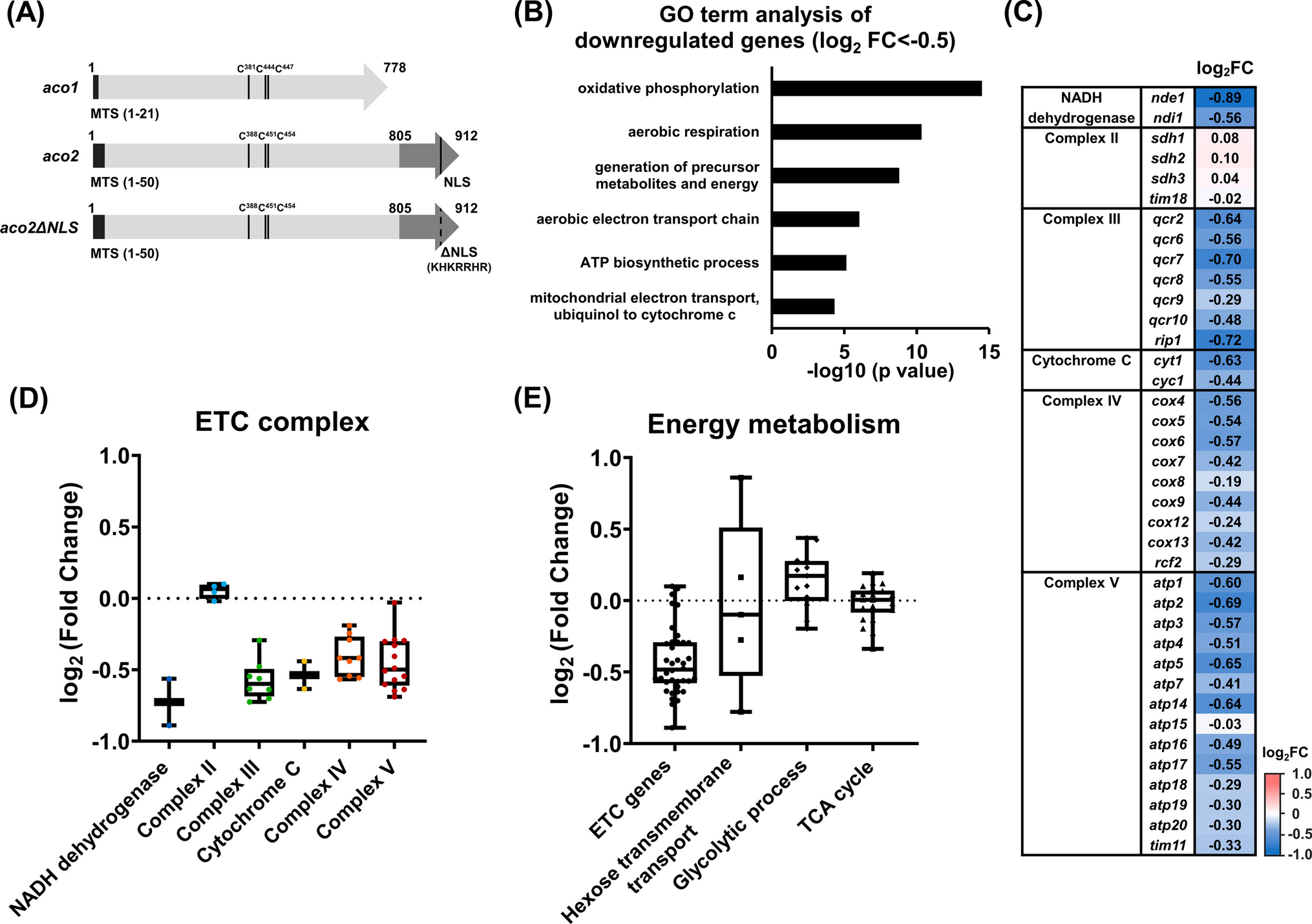 Non-Mitochondrial Aconitase-2 Mediates the Transcription of Nuclear-Encoded Electron Transport Chain Genes in Fission Yeast