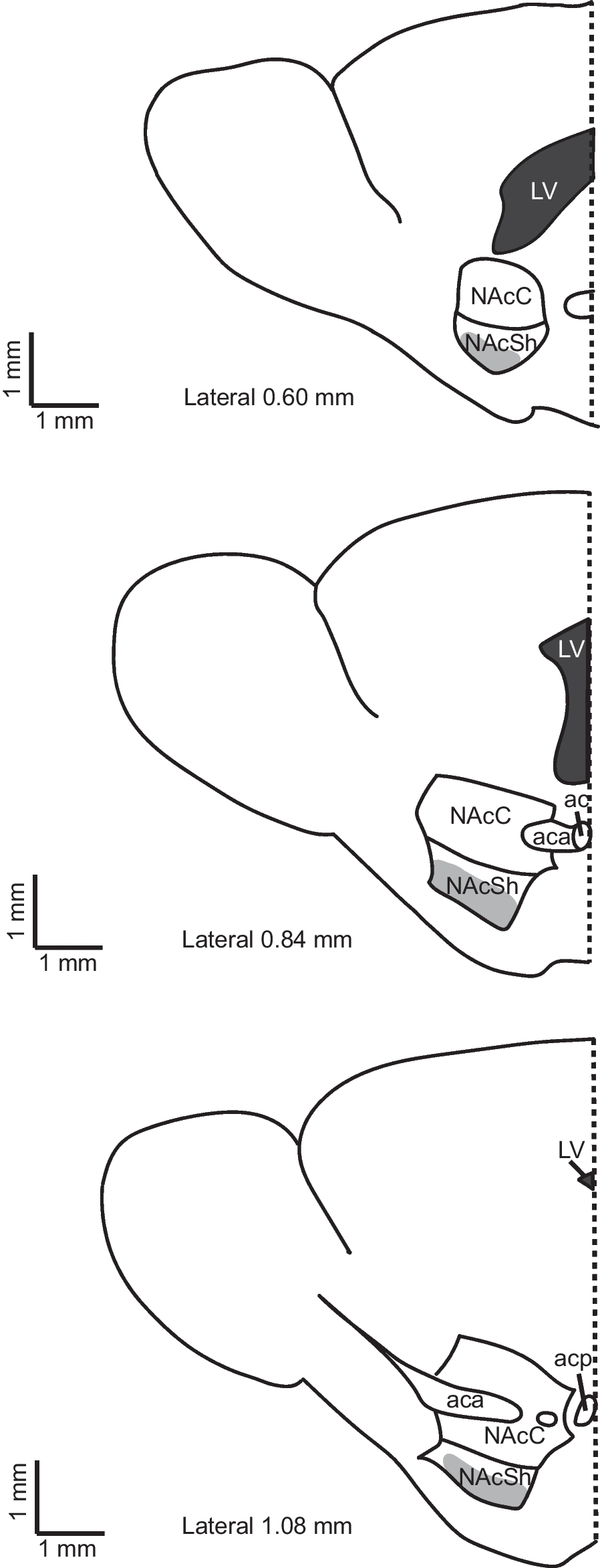 Sex differences in membrane properties and cellular excitability of dopamine D1 receptor-expressing neurons within the shell of the nucleus accumbens of pre- and mid-adolescent mice