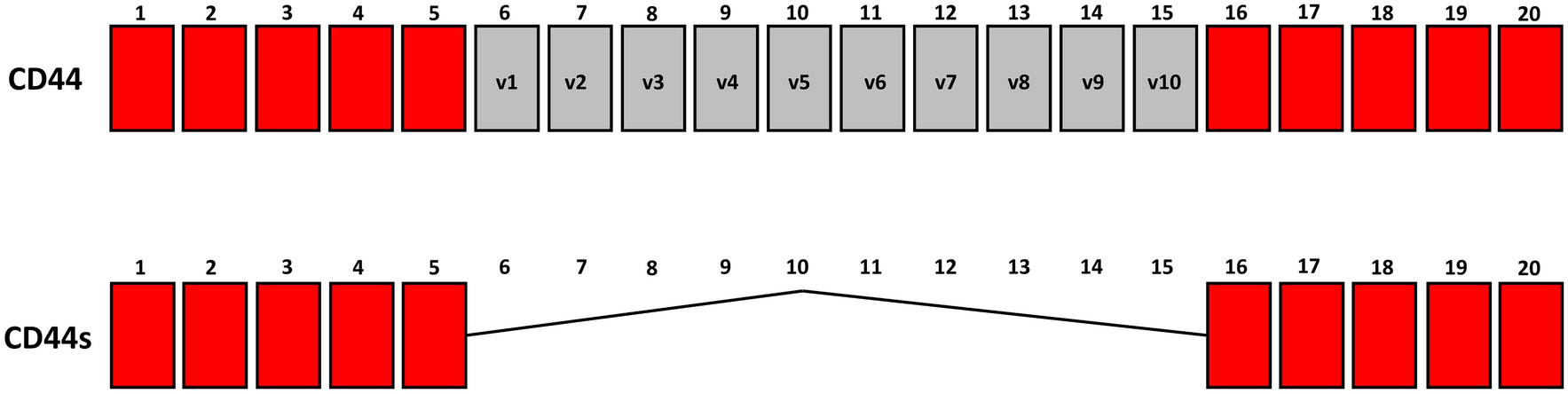 The CD44s Isoform is a Potential Biomarker for Predicting Craniopharyngioma Recurrence in Children