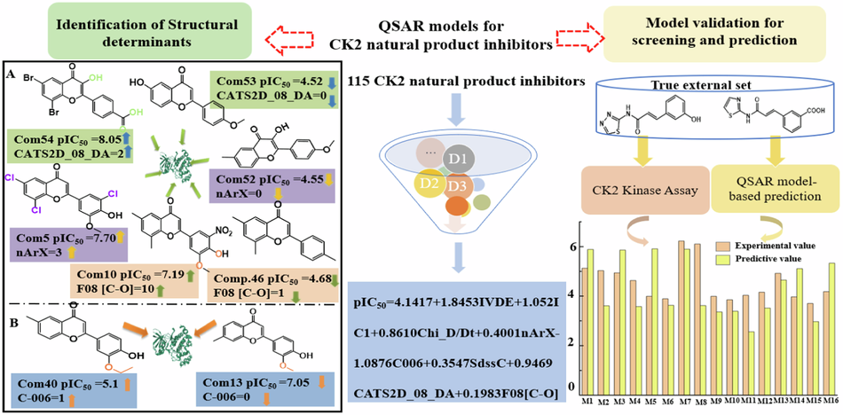 Identification of potential natural product derivatives as CK2 inhibitors based on GA-MLR QSAR modeling, synthesis and biological evaluation