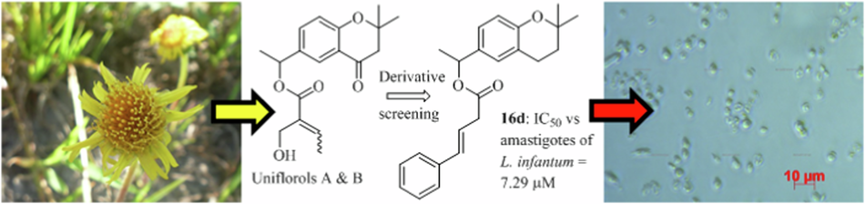 Synthesis and anti-leishmanial activities of uniflorol analogues