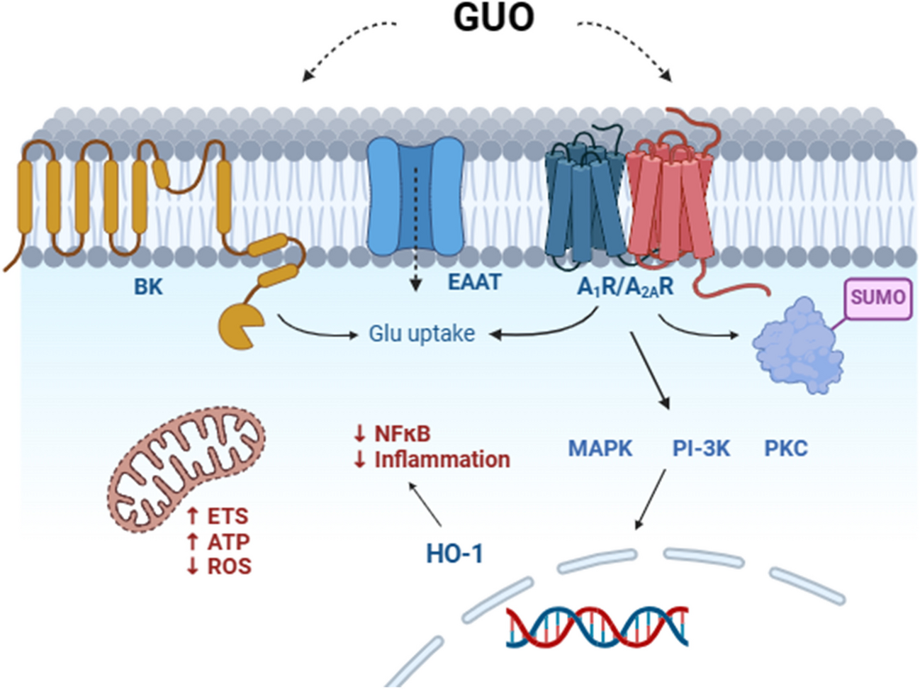 Lessons from the physiological role of guanosine in neurodegeneration and cancer: Toward a multimodal mechanism of action?