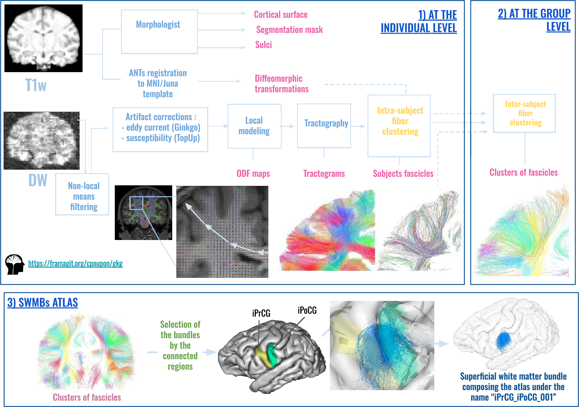 Comparative analysis of the chimpanzee and human brain superficial structural connectivities