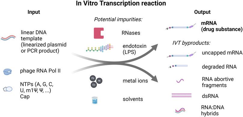 Understanding the impact of in vitro transcription byproducts and contaminants