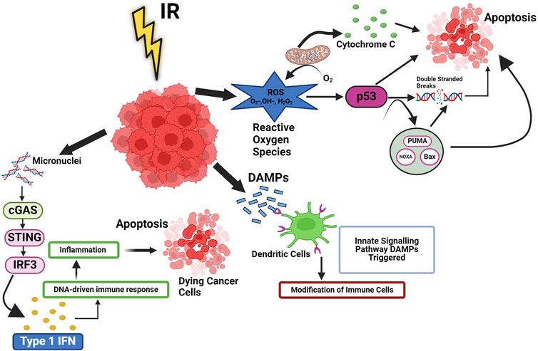 The future of cancer treatment: combining radiotherapy with immunotherapy