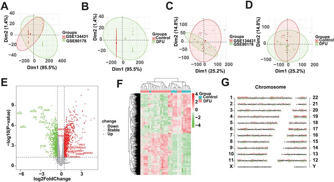 Integrating bioinformatics and multiple machine learning to identify mitophagy-related targets for the diagnosis and treatment of diabetic foot ulcers: evidence from transcriptome analysis and drug docking