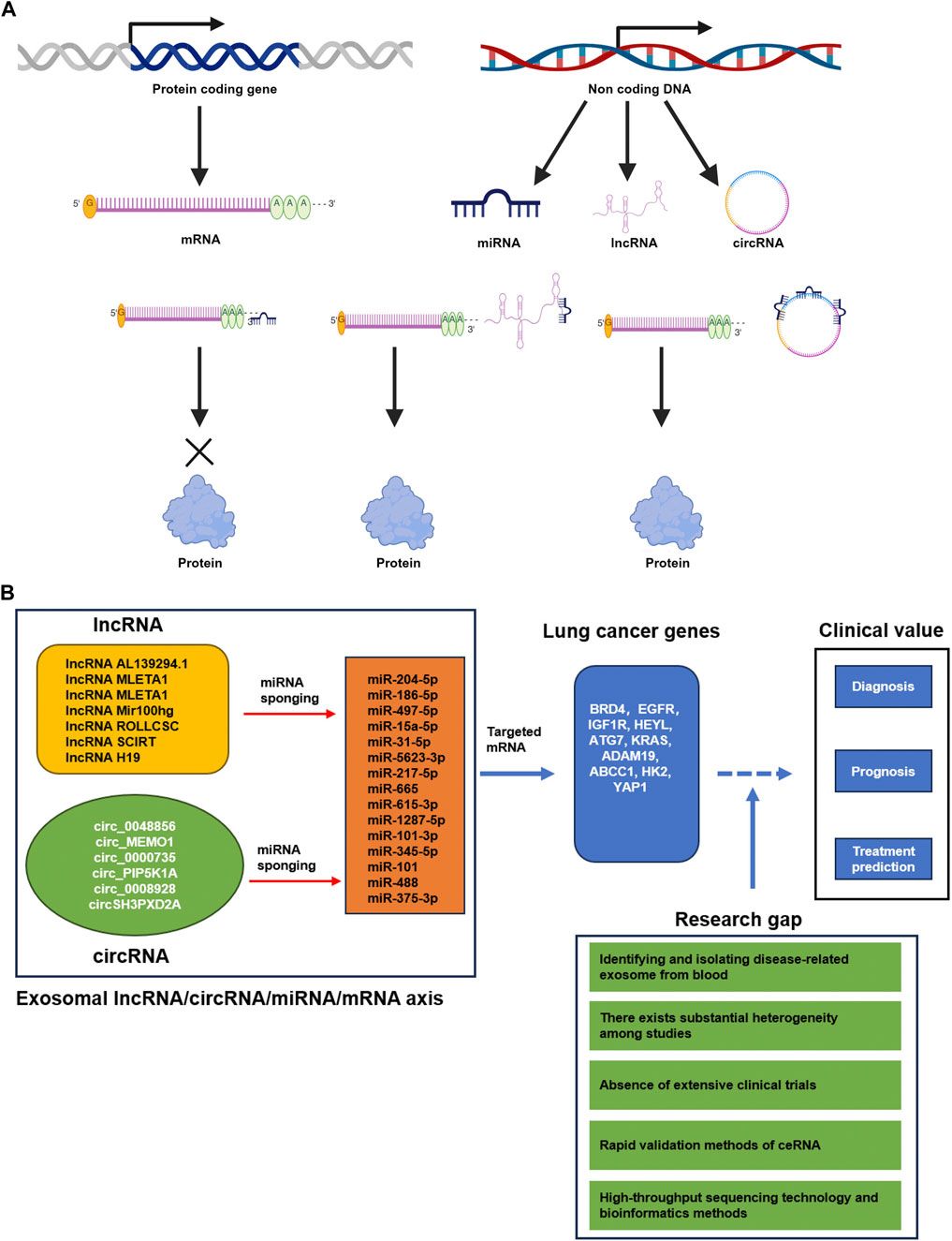 Recent progress of exosomal lncRNA/circRNA–miRNA–mRNA axis in lung cancer: implication for clinical application