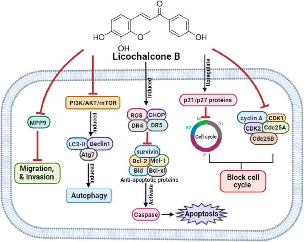 Therapeutic potential and action mechanisms of licochalcone B: a mini review