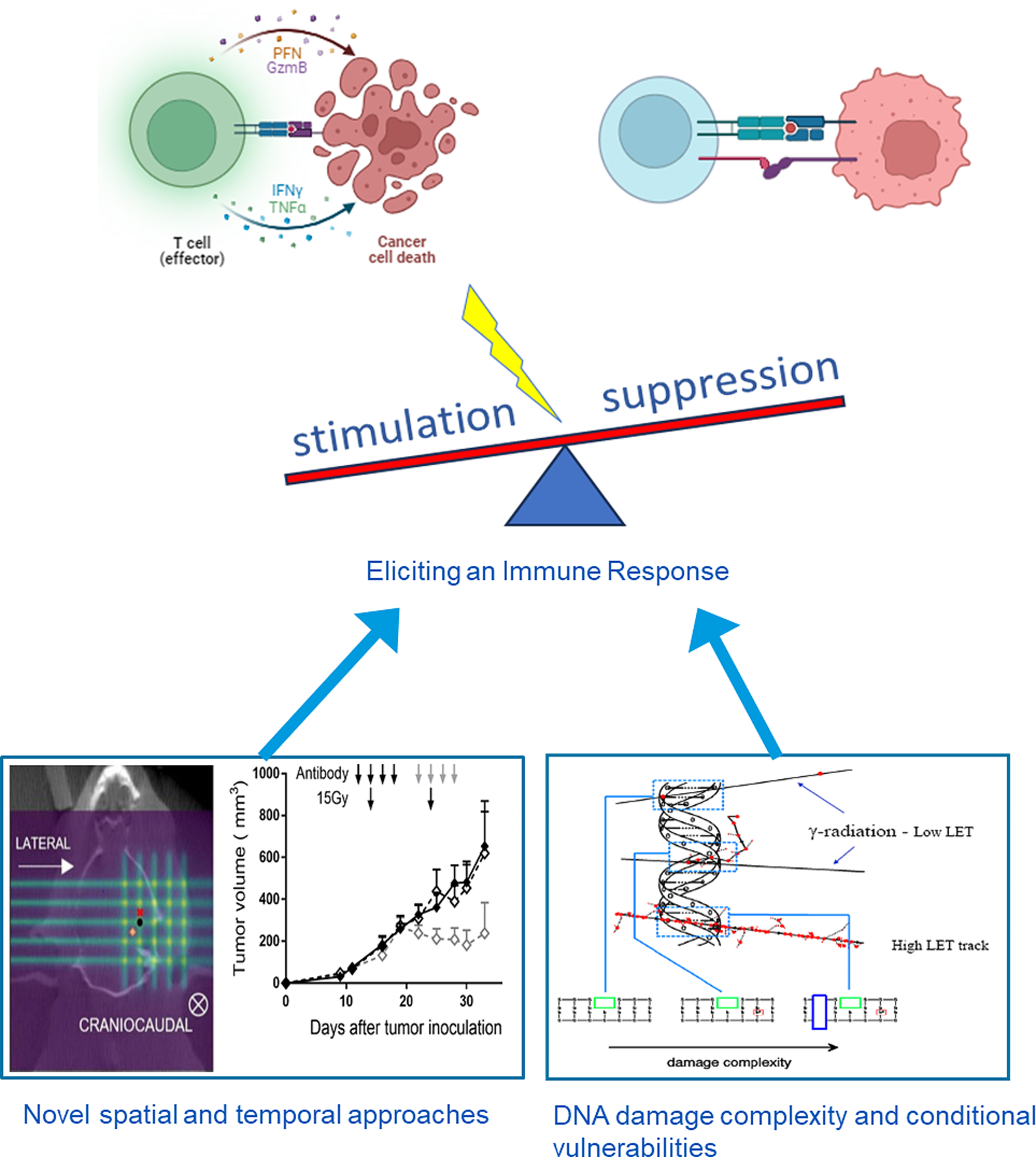 Current trends and future perspectives in hadron therapy: radiobiology